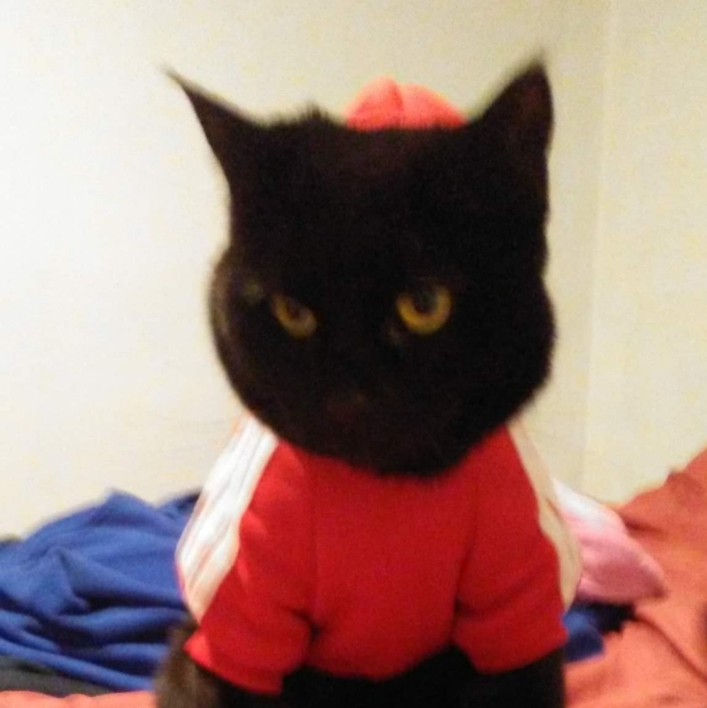 My Cat